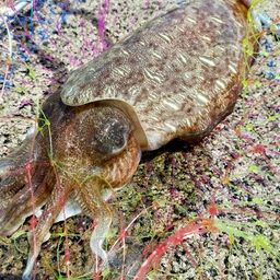 モンゴイカ
