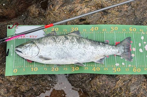 サクラマスの釣果