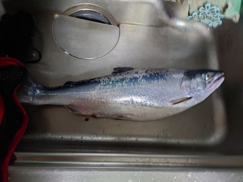 ギンザケの釣果