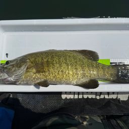 スモールマウスバス