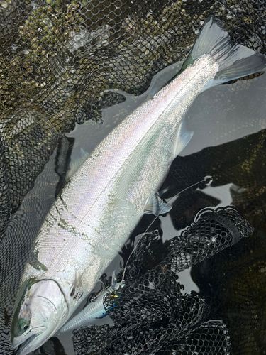 サクラマスの釣果