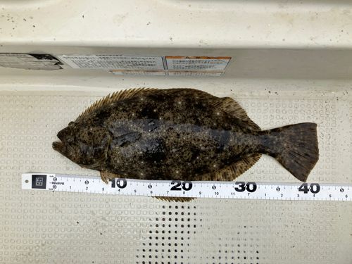 ヒラメの釣果