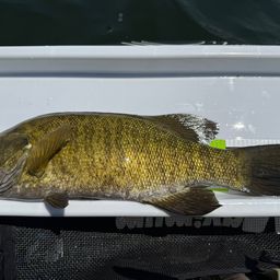 スモールマウスバス