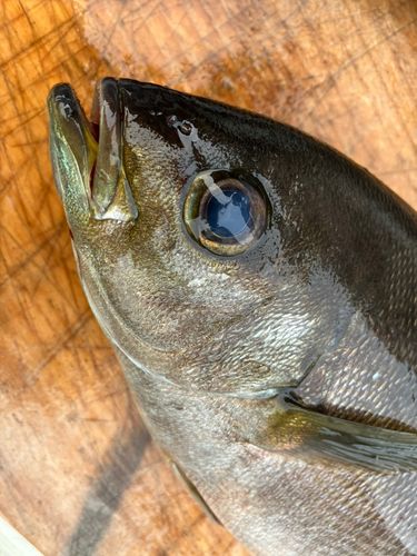イサキの釣果
