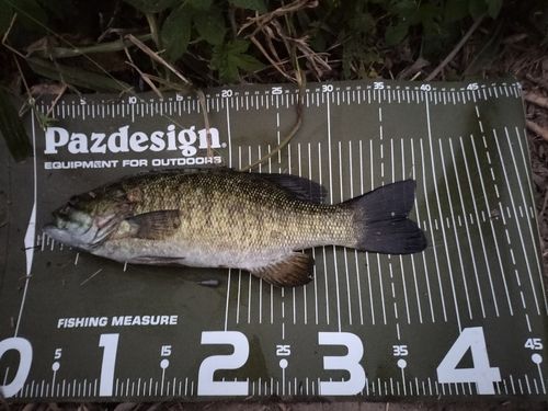 スモールマウスバスの釣果