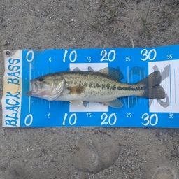 ブラックバス