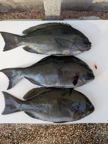 クチブトグレの釣果