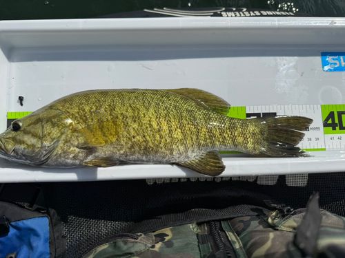 スモールマウスバスの釣果