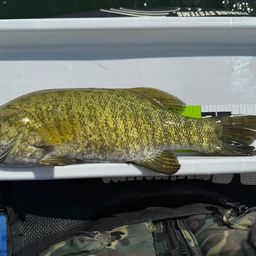 スモールマウスバス