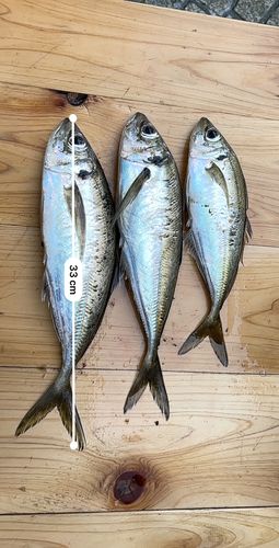 アジの釣果