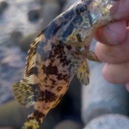 タケノコメバル