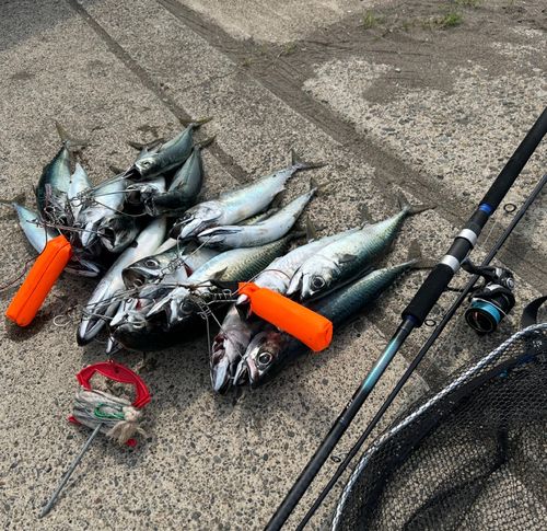 マサバの釣果