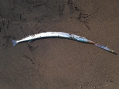 ダツの釣果