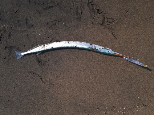 ダツの釣果