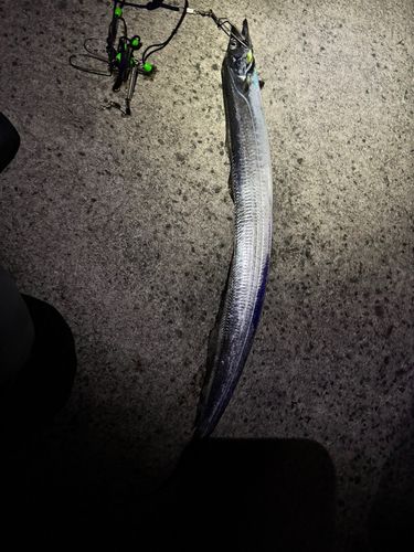 タチウオの釣果