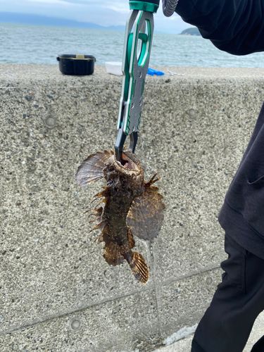 オニオコゼの釣果