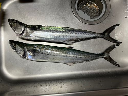 サゴシの釣果