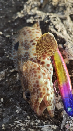 スミツキハタの釣果