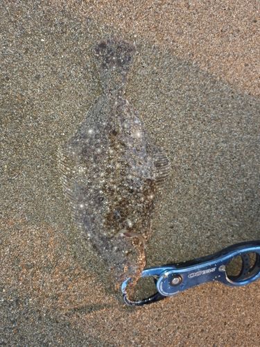ソゲの釣果