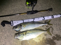 アジの釣果