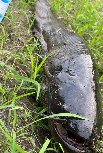 ナマズの釣果