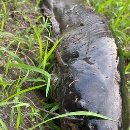 ナマズ