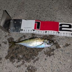 アジ