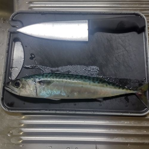 サバの釣果