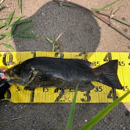 スモールマウスバス