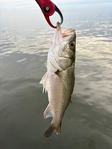 セイゴ（マルスズキ）の釣果