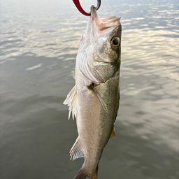 セイゴ（マルスズキ）