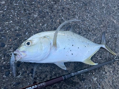 オニヒラアジの釣果