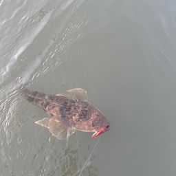 マゴチ