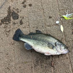 ブラックバス