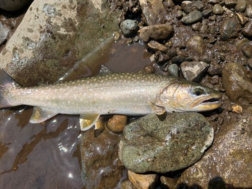 イワナの釣果
