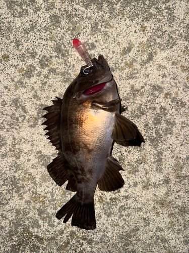 メバルの釣果