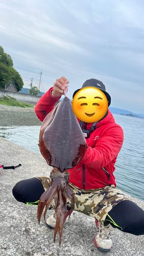 アオリイカ