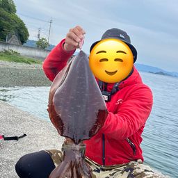 アオリイカ