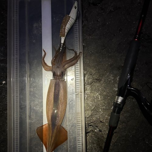 スルメイカの釣果