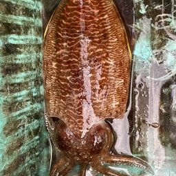 モンゴウイカ