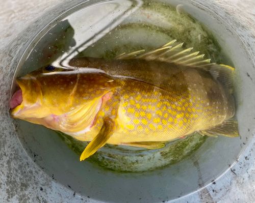 アオハタの釣果