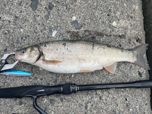 マルタウグイの釣果