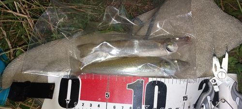 シロギスの釣果