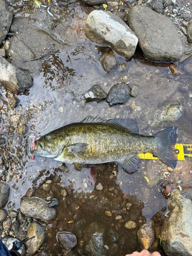 スモールマウスバスの釣果