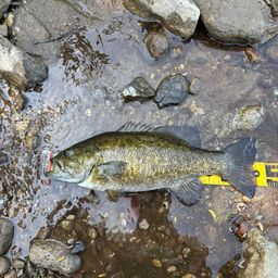 スモールマウスバス