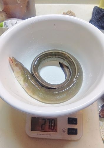 ウナギの釣果