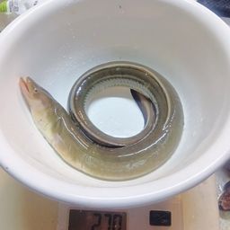ウナギ