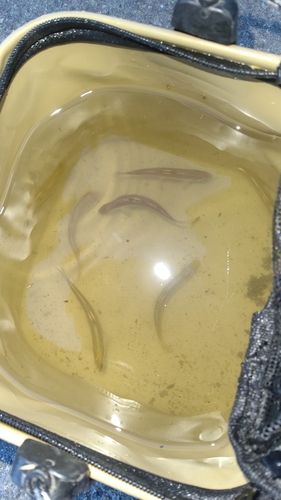 コアユの釣果