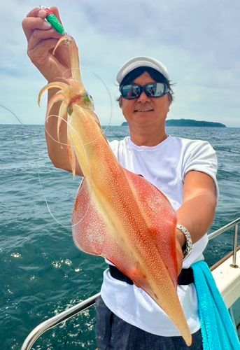 ケンサキイカの釣果
