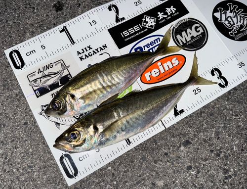 アジの釣果
